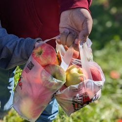 Apple Holler - 1/4 th a peck