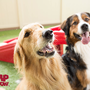 Photo of Camp Bow Wow