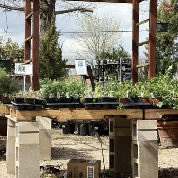 Bloomers Garden Center - Assortment of plants - Nurseries & Gardening Near Me - Elgin, Texas