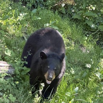 Oregon Zoo - Black bear - Zoos Near Me - Portland, Oregon Oregon Zoo - Black bear - Zoos Near Me - Portland, Oregon