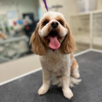 Grooming by Lacy - Pet Groomers Near Me - Wake Forest, North Carolina