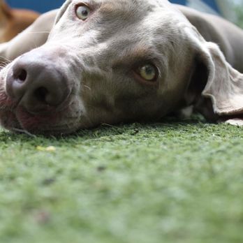 Lucky Paws Pet Resort - Lucy taking a nap - Pet Training Near Me - Freedom, Pennsylvania Lucky Paws Pet Resort - Lucy taking a nap - Pet Training Near Me - Freedom, Pennsylvania