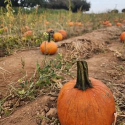 Keema's Pumpkin Farm - Pumpkin Farm