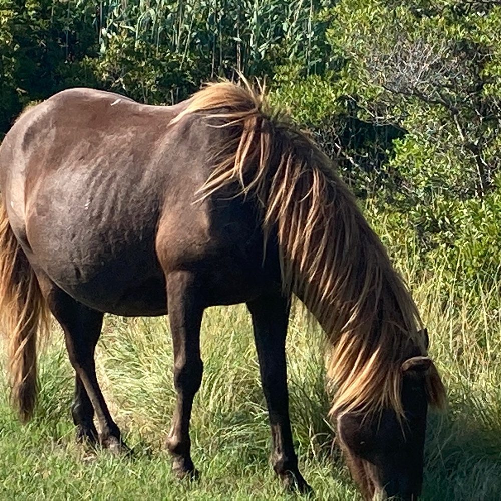 Wild Horse Cabanas - Wild Horse - Beach Equipment Rentals Near Me