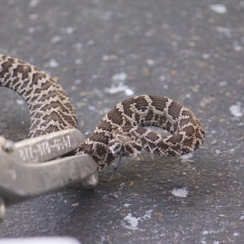 Wildlife Control 360 - Baby rattlesnake removed from a customers driveway - Pest Control Near Me - Temecula, California Wildlife Control 360 - Baby rattlesnake removed from a customers driveway - Pest Control Near Me - Temecula, California