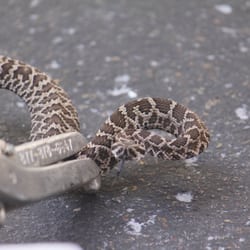Wildlife Control 360 - Baby rattlesnake removed from a customers driveway