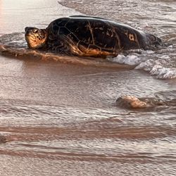 Honu love