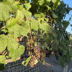 Kessler-Haak Vineyard And Wines - Verasion has begun!
