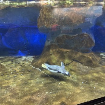 Tennessee Aquarium - Penguin - Aquariums Near Me - Chattanooga, Tennessee Tennessee Aquarium - Penguin - Aquariums Near Me - Chattanooga, Tennessee