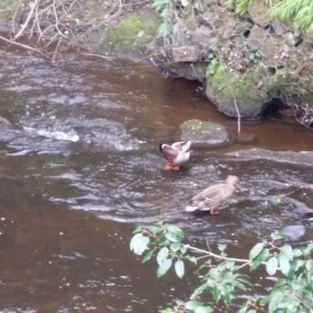 Colinton Dell - Parks Near Me - Edinburgh, EDH