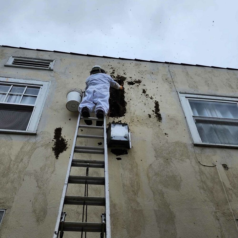 Beekeeper's Removal - This is how high up and serious the issue was. They also gave us good advice to move forward with repairs. - Pest Control Near Me Beekeeper's Removal - This is how high up and serious the issue was. They also gave us good advice to move forward with repairs. - Pest Control Near Me
