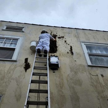 Beekeeper's Removal - This is how high up and serious the issue was. They also gave us good advice to move forward with repairs. - Pest Control Near Me Beekeeper's Removal - This is how high up and serious the issue was. They also gave us good advice to move forward with repairs. - Pest Control Near Me
