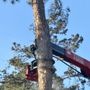 Bennett's Tree Service