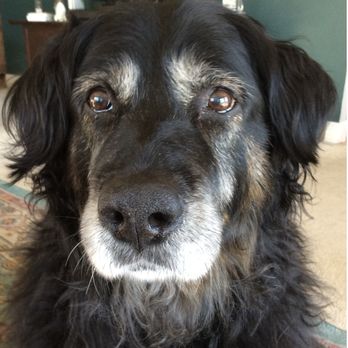 Transitions In Home Pet Euthanasia - Keri - Veterinarians Near Me Transitions In Home Pet Euthanasia - Keri - Veterinarians Near Me