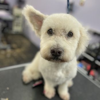 Pamper Camper Mobile Spaw - Pet Groomers Near Me Pamper Camper Mobile Spaw - Pet Groomers Near Me