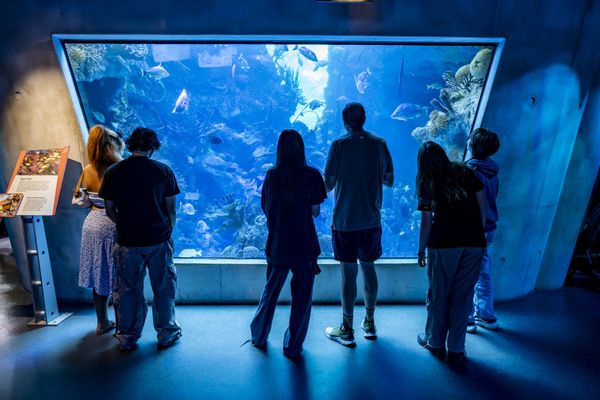 Phillip & Patricia Frost Museum of Science by null