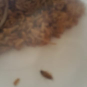 A Fusion - My co-worker found this roach in his fried rice! - Chinese Near Me - Matteson, Illinois A Fusion - My co-worker found this roach in his fried rice! - Chinese Near Me - Matteson, Illinois