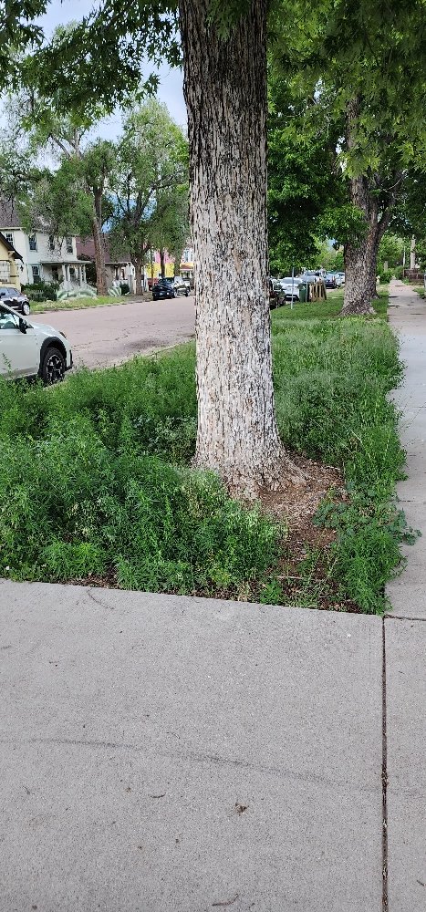 Slide of Apex Repairs