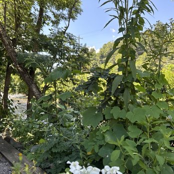 Frog Level Brewing - Beer Gardens Near Me - Waynesville, North Carolina