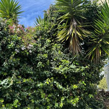 The Dog Professional Tree Service - Before: Tree choked out - Tree Services Near Me The Dog Professional Tree Service - Before: Tree choked out - Tree Services Near Me