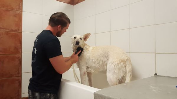 scrubby dogs mobile pet grooming