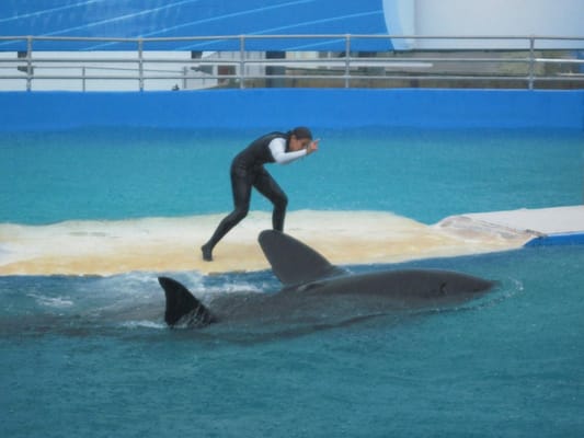 Miami Seaquarium by null