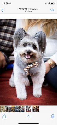 transfurmations mobile pet spa