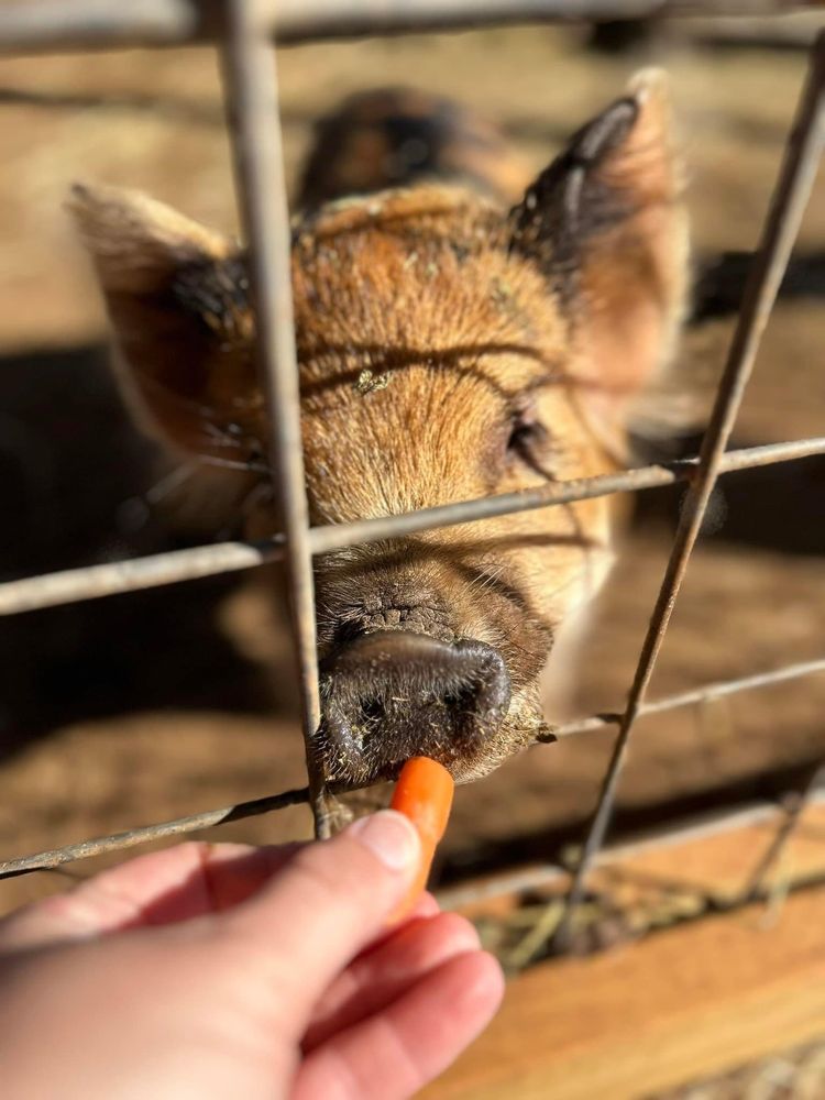 CIRCLE M LIVESTOCK SAFARI PARK Updated October 2024 22 Photos