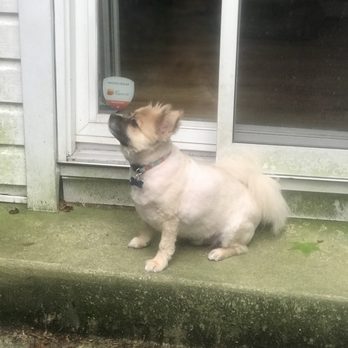 Champ's Dog House - Odo again.  He had an inexperienced Pom groomer this time but he was so glad to feel cooler.  My dogs are pets not showdogs. - Pet Groomers Near Me - Mount Laurel Township, New Jersey