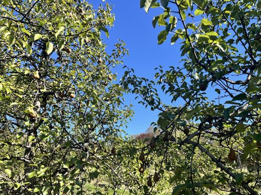 Harvest Moon Farm & Orchard by null