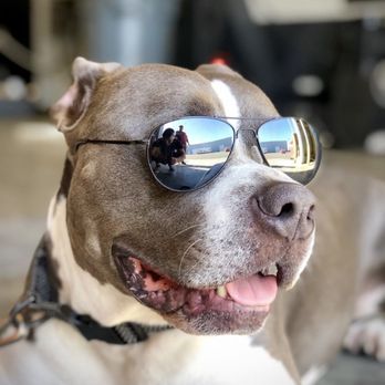 BPW Heating and Cooling - Fishy our guard dog rocks sunglasses because the shop is so cool! - Heating & Air Conditioning/HVAC Near Me