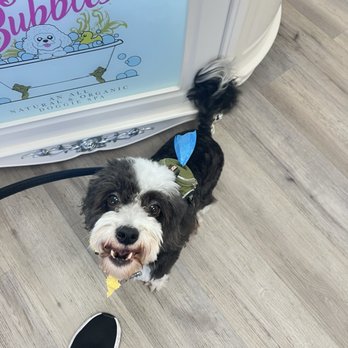 Barking Bubbles Spa - Daichi loves he baths and cleaning here - Pet Groomers Near Me - Diamond Bar , California Barking Bubbles Spa - Daichi loves he baths and cleaning here - Pet Groomers Near Me - Diamond Bar , California