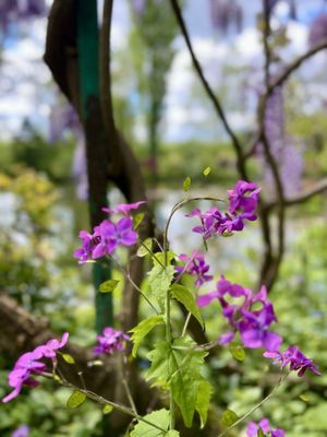 Maison et jardins de Claude Monet - Giverny by null