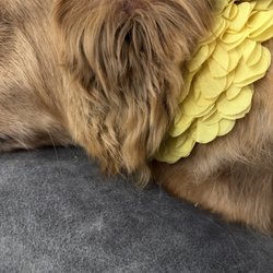 EarthWise Pet Supply & Grooming Wakeforest - Choppy face cutting