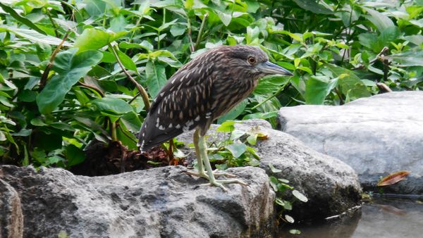 Daan Forest Park by null