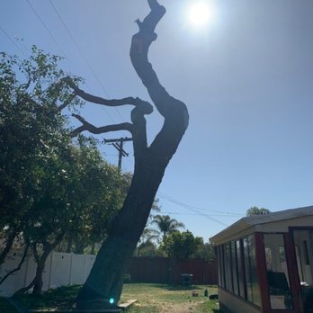Timber Tree Service - Tree Services Near Me Timber Tree Service - Tree Services Near Me