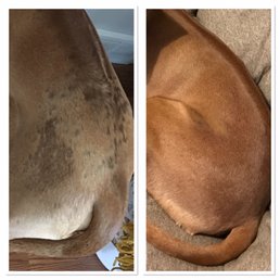 Before and after I deshedded him! Before and after I deshedded him!