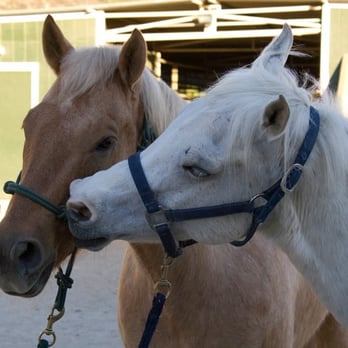 Courtship Ranch - Happy horses at Courtship :) - Horseback Riding Near Me - Sylmar, California