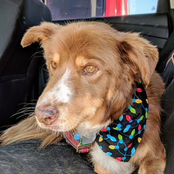 Poochini Pet Grooming - All cleaned up! - Pet Groomers Near Me - Albuquerque, New Mexico