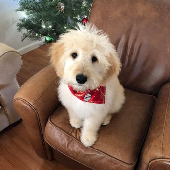 Paw My Heart Pet Spa - Pet Groomers Near Me Paw My Heart Pet Spa - Pet Groomers Near Me