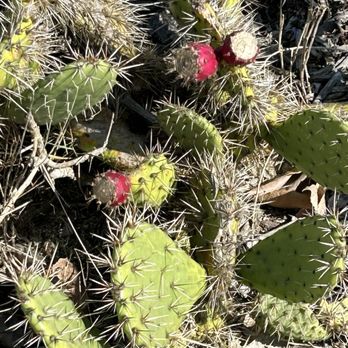 River’s End Park - 2/19/25 Cactus pears - Parks Near Me - Seal Beach, California
