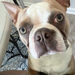 Animal Hospital of New Bern - A happy new Patient . Thank you Dr. Wellis.