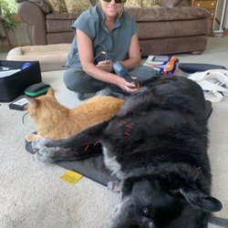 Zen Mountain Mobility - Laser and acupuncture therapy.