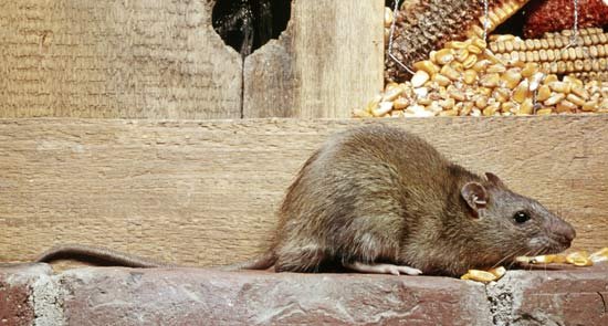 Rodents - Whether Squirrels, Rats, or Mice, rodent infestations are disturbing. They invade our homes, contaminate foods, and can damage wiring with their constant gnawing. Pronto offers trapping, removal and exclusion to eliminate these invaders and prevent re-infestation.