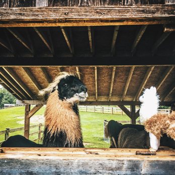Divine Llama Vineyard - Wineries Near Me - East Bend, North Carolina
