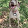 Dog Camp gift card