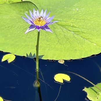 International Waterlily Collection - Botanical Gardens Near Me - San Angelo, Texas International Waterlily Collection - Botanical Gardens Near Me - San Angelo, Texas
