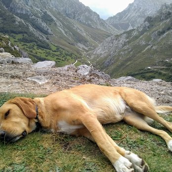 Hike Pyrenees - I was not shy about meeting new dogs while in Spain. - Hiking Near Me - Biescas, HU