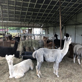 Vintage Alpacas Farm - Farms Near Me - Brooklyn Heights, Ohio Vintage Alpacas Farm - Farms Near Me - Brooklyn Heights, Ohio
