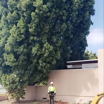 Two Guys Tree Service - Tree Services Near Me Two Guys Tree Service - Tree Services Near Me